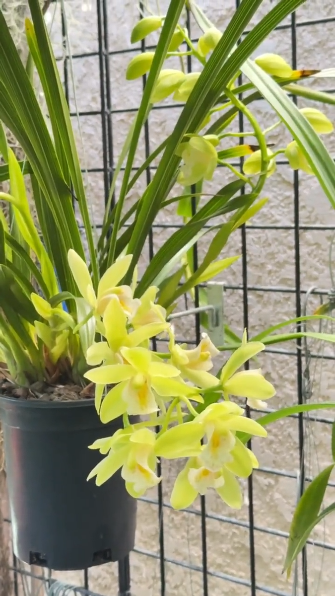 Cymbidium Dolly Lin 'Green Multi' ~ Very Fragrant ~ 5