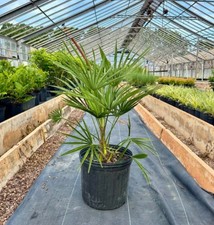 Windmill Palm Tree, Large 3 Gallon, Cold Hardy