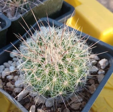 Thelocactus macdowellii Low Mound Forming Pincushion Cactus Pink Flowers