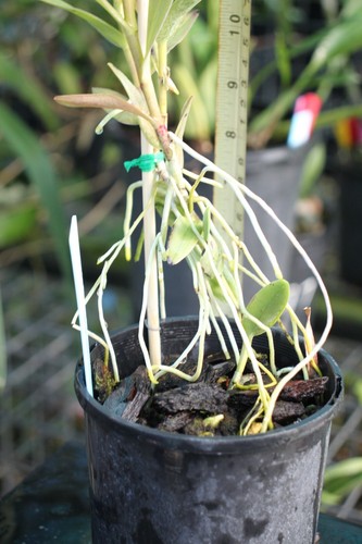 Orchid Plant - Epidendrum - Epi. ibaguense - species - Picture 4 of 5