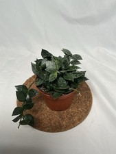 Hoya Krohniana Splash