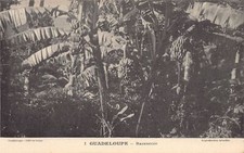 Guadeloupe - Bananeraie - Ed. Catan 1