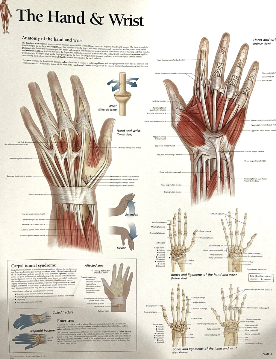 The Hand & Wrist ~ Anatomy Poster ~ 11.25 x 14 inches | eBay