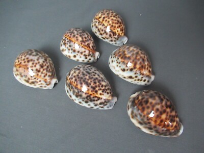 6 Tiger Cowrie Cypraea Tigris Natural Seashells Teardrop - 2 1/2'' to 3''  2 f4 cc