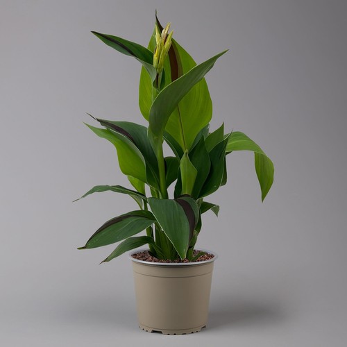 Canna 'Cleopatra', gelb-rot, Topf-Ø 17 cm - Bild 6 von 12