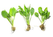 3x Amazon Sword Echinodorus Bleheri Easy Live Aquatic Plants