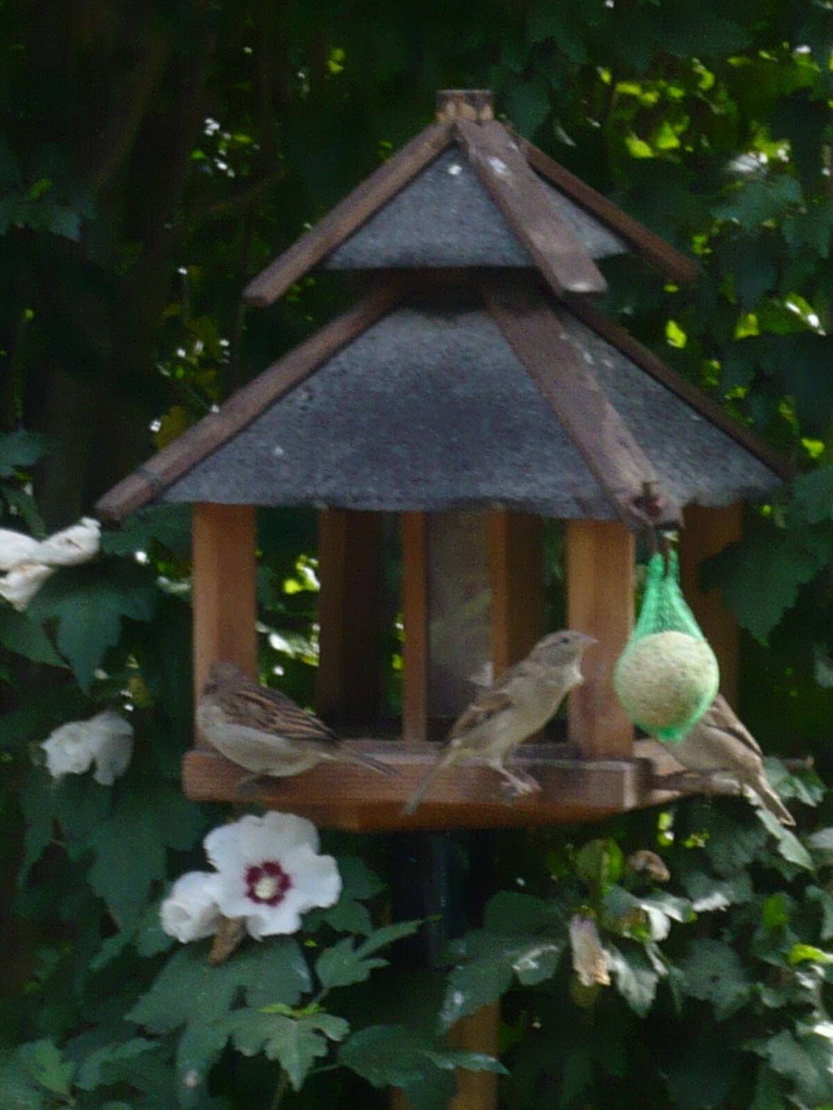 Vogelhaus mit Pagodendach, Futterspender, Meisenknödelhaken,stange