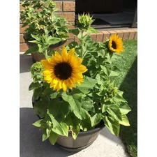 Dwarf Sunflower Seeds - 100 Seeds for Planting