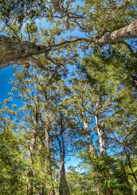 Wandbild ''Avenue of White Gum Trees'' Western Australia A4 Druck