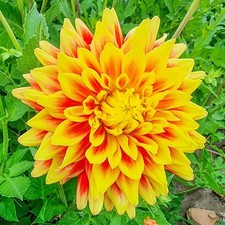 1 - DINNERPLATE DAHLIA SUN EXPLOSION Bulb Tuber Clump  PERENNIAL  U S Seller