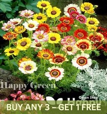 PAINTED DAISY RAINBOW MIX - 900 SEEDS - Chrysanthemum Carinatum - ANNUAL FLOWER