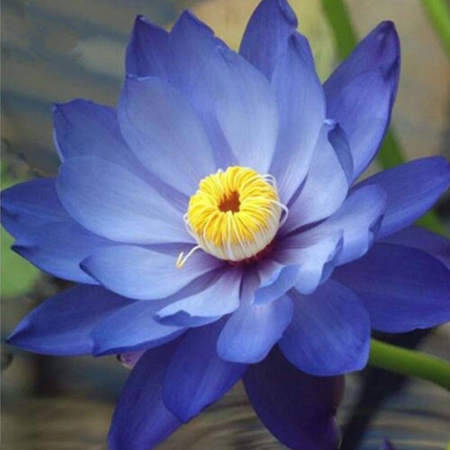 10 X Blue Lotus Flower Seeds Water Lily Pad Nymphaea