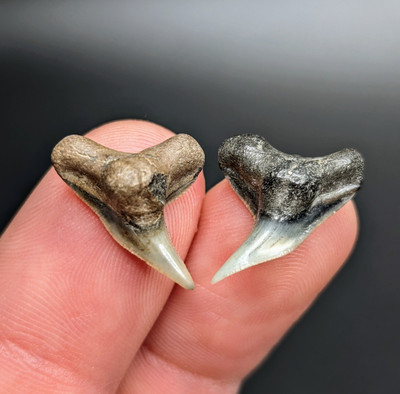 #ad #ad Gorgeous Pair Of Physogaleus Contortus Tiger Shark Teeth From Central Florida $23.40