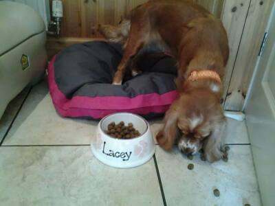 Medium Slanted Dog Food Bowl - Hand Painted Personalized Ceramic Feeder (Dishwasher Safe)