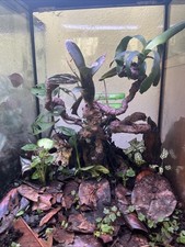 Bio activity Terrarium, Complete With The Plants, Springtails, and Isopods.