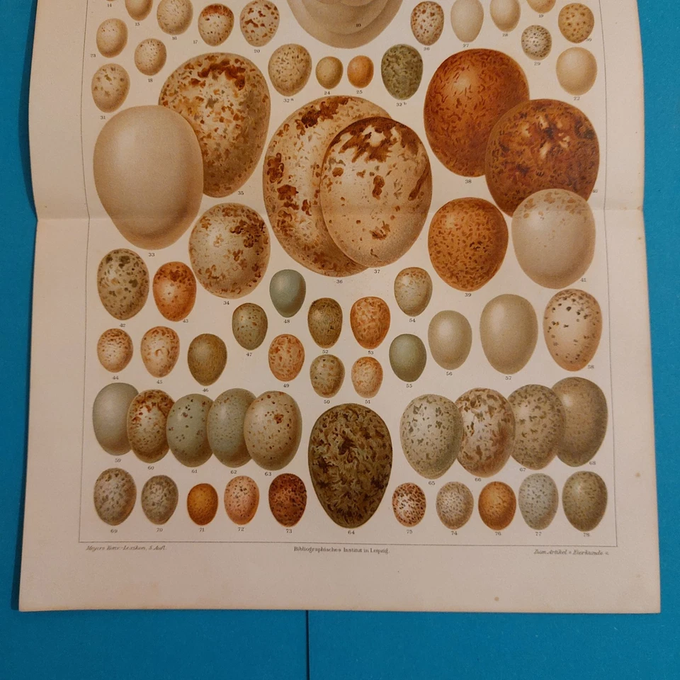 2 x Orig.(1895) Chromolithographie  EIER Europäischer Vögel  m.Beschreibung.  - Bild 3 von 4