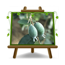 Feijoa Den’s Choice Acca S.  pianta su vaso da 20 cm *Altezza 90-100 cm - 2 anni