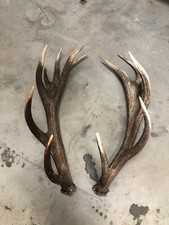 Trofeo Corna Cervo Coronato