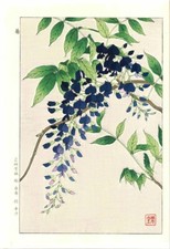 Stampa xilografia Shodo Kawarazaki originale giapponese firmata fiore glicine...