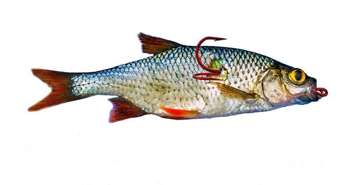 Bavaria Köderfisch Systeme ,BUNDLE 3 leicht ,Form gerade 5 bezahlen 6 erhalten - Bild 9 von 11