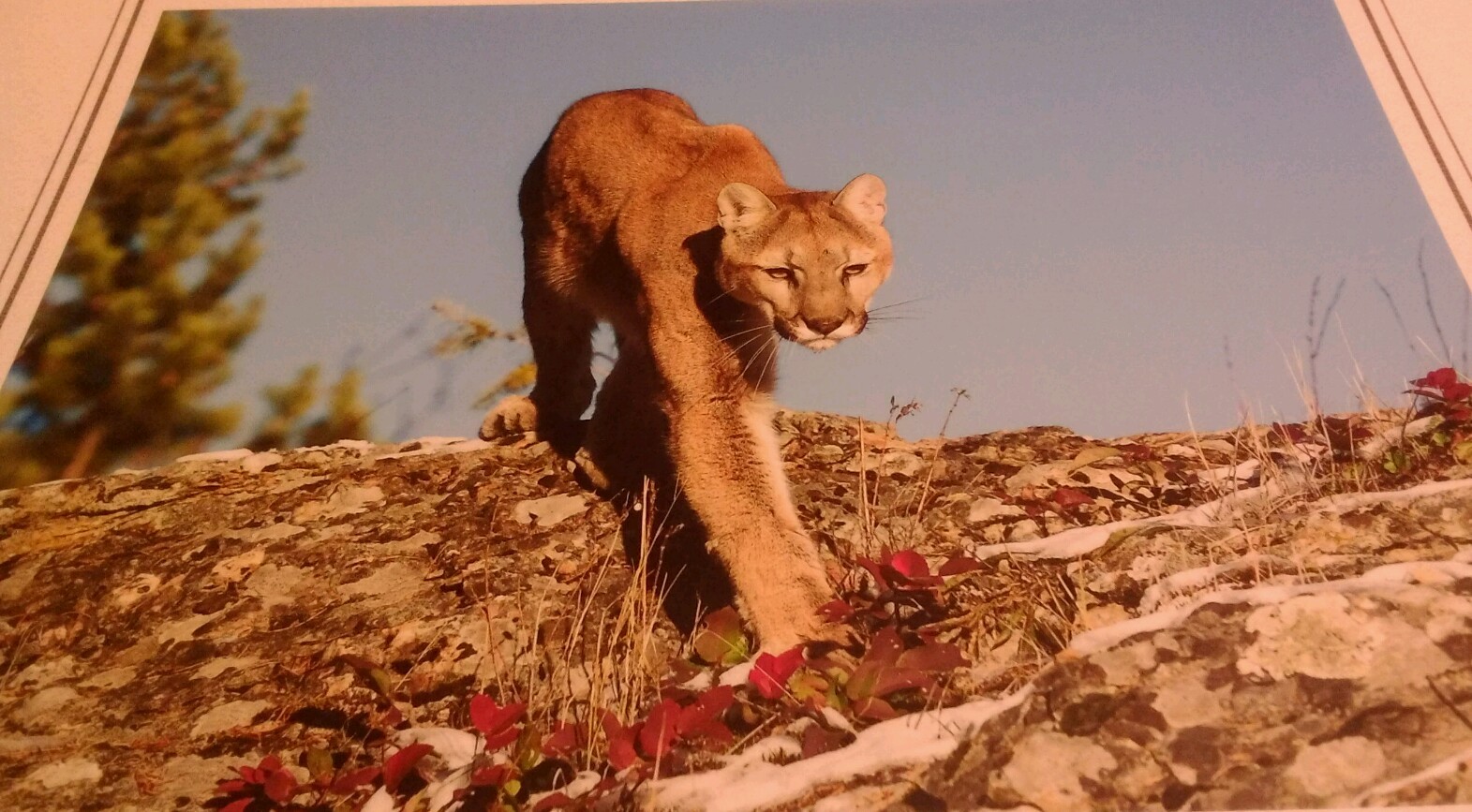 Mountain Lion Stalk Cougar Animal Photo Print 8x10 New Matted HQ Gift Sealed