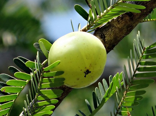 Organic Amla Berry Powder 200g Indian Gooseberry Vitamin C Superfood Skincare - Picture 9 of 11