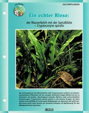 The Water Goblet Cryptocoryne spiralis / Aquarium Info Card