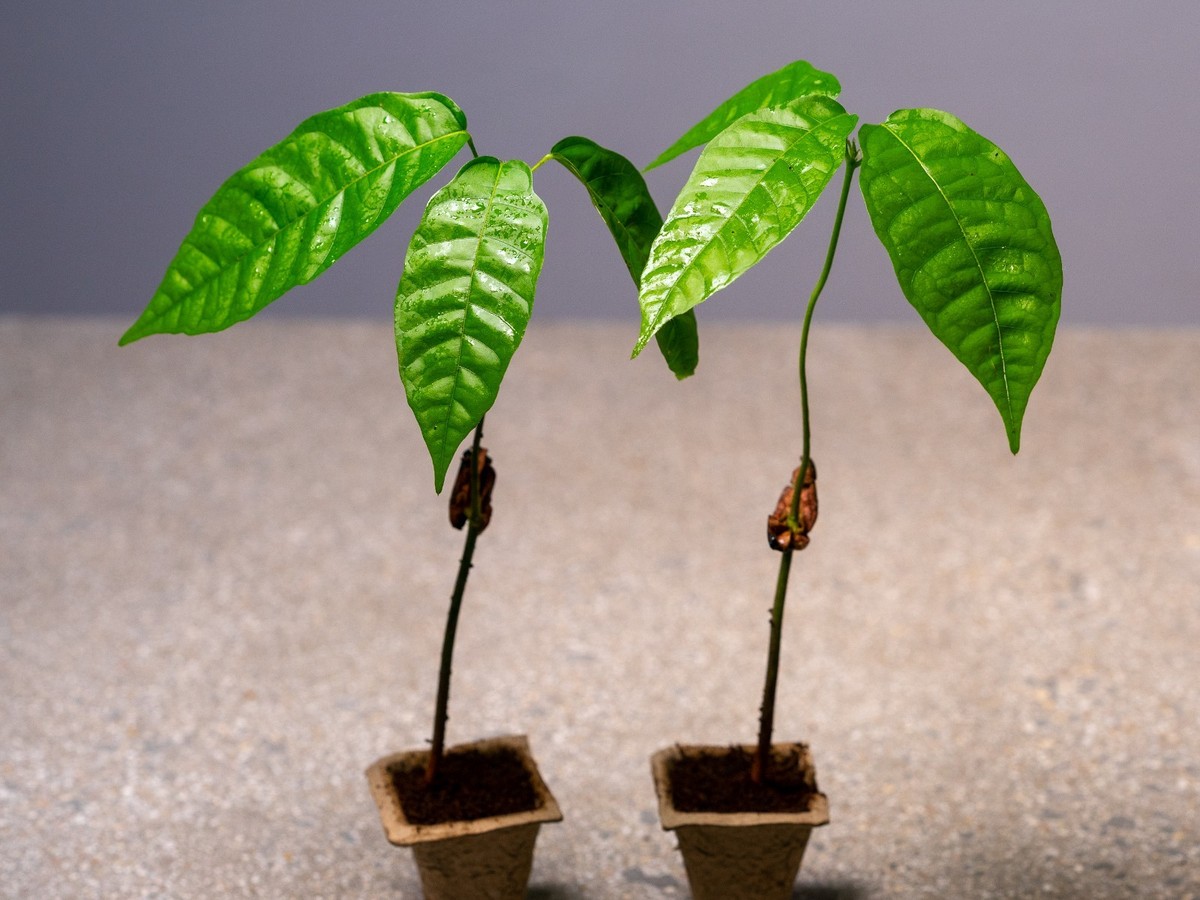 Theobroma cacao　サイズ2 2 Cacao Seedlings (Theobroma Cacao) Tropical Fruit Plant Tree