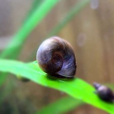 20 Calcium Deficient Feeder Ramshorn Snails, P. Corneus, Freshwater FEEDER Snail