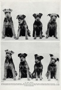 Lakeland Terrier "Family" - 1934 Vintage Dog Art "Photo" Print - CUSTOM MATTED