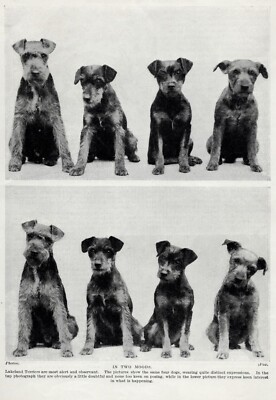 Lakeland Terrier ''Family'' - 1934 Vintage Dog Art ''Photo'' Print - CUSTOM MATTED