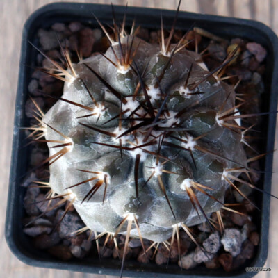 D1747 COPIAPOA CINEREA BLACK SPINES pot6-H5-W5 cm MaMa Cactus | eBay