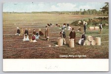 Cranberry Picking on Cape Cod MA Massachusetts UDB Unposted Postcard