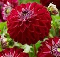 1 EMBASSY Ball Dahlia - Large Tuber - US Seller