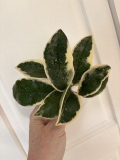 Hoya Krimson Queen large fresh cutting