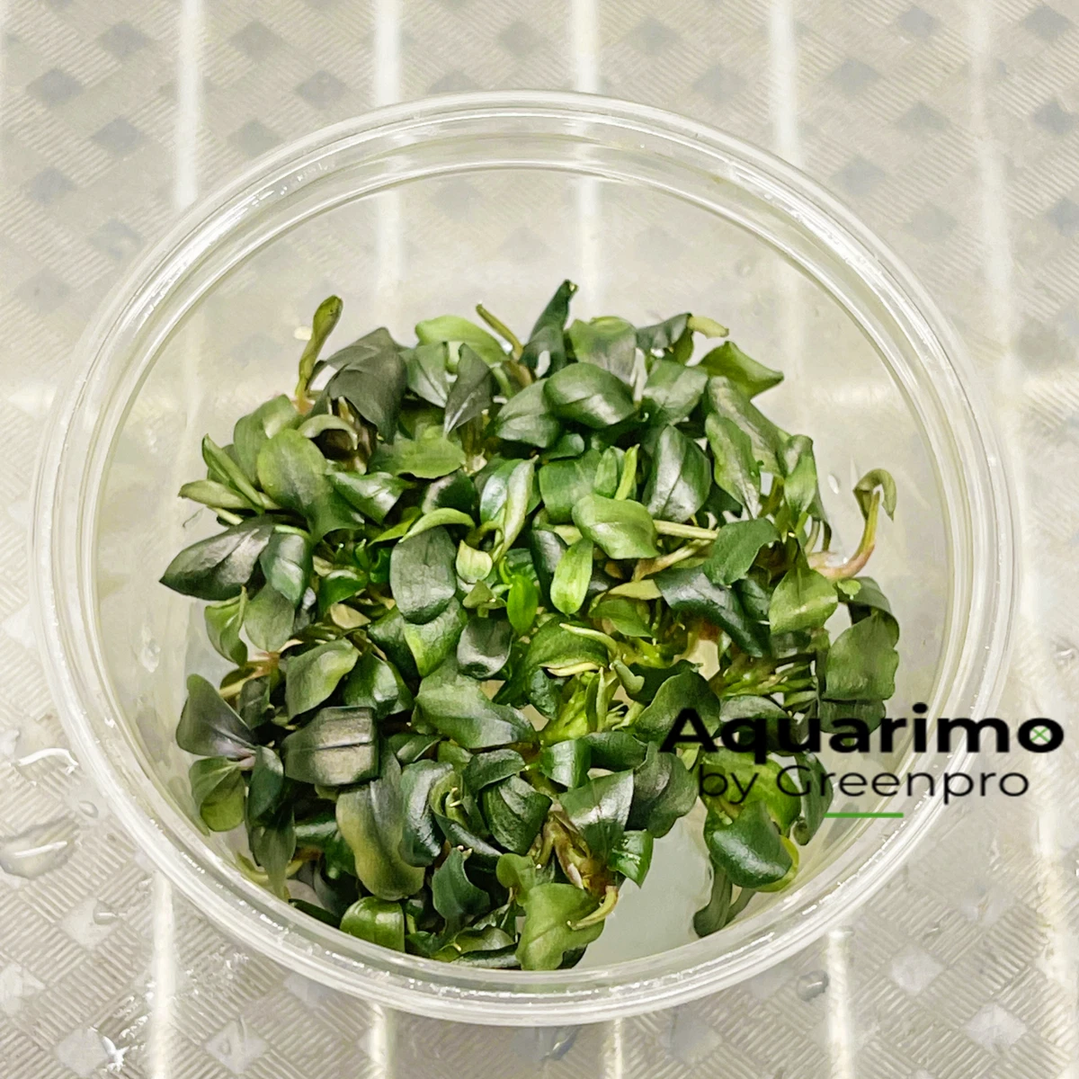 Bucephalandra sp Batang Kawa Tissue Culture Aquarium Live Plant Easy  Freshwater