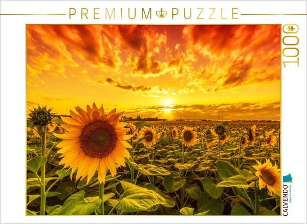Calvendo Puzzle Sunflower Field In Reform | 1000 Pieces, Finished Size 25.2 × 18-image