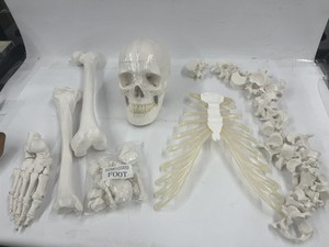 Doctors Office Replica Skeleton Used Please Read Description