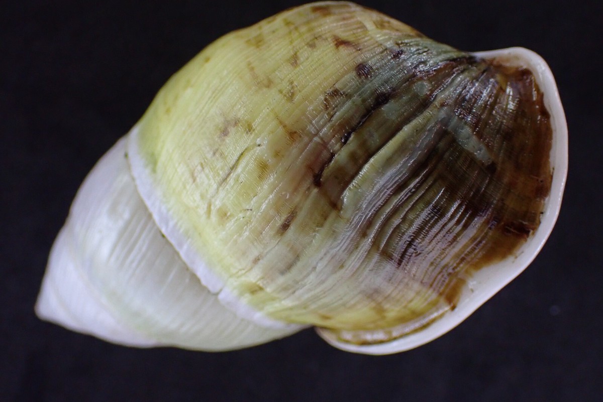 741 Land Snail Amphidromus sp 59mm. Vietnam