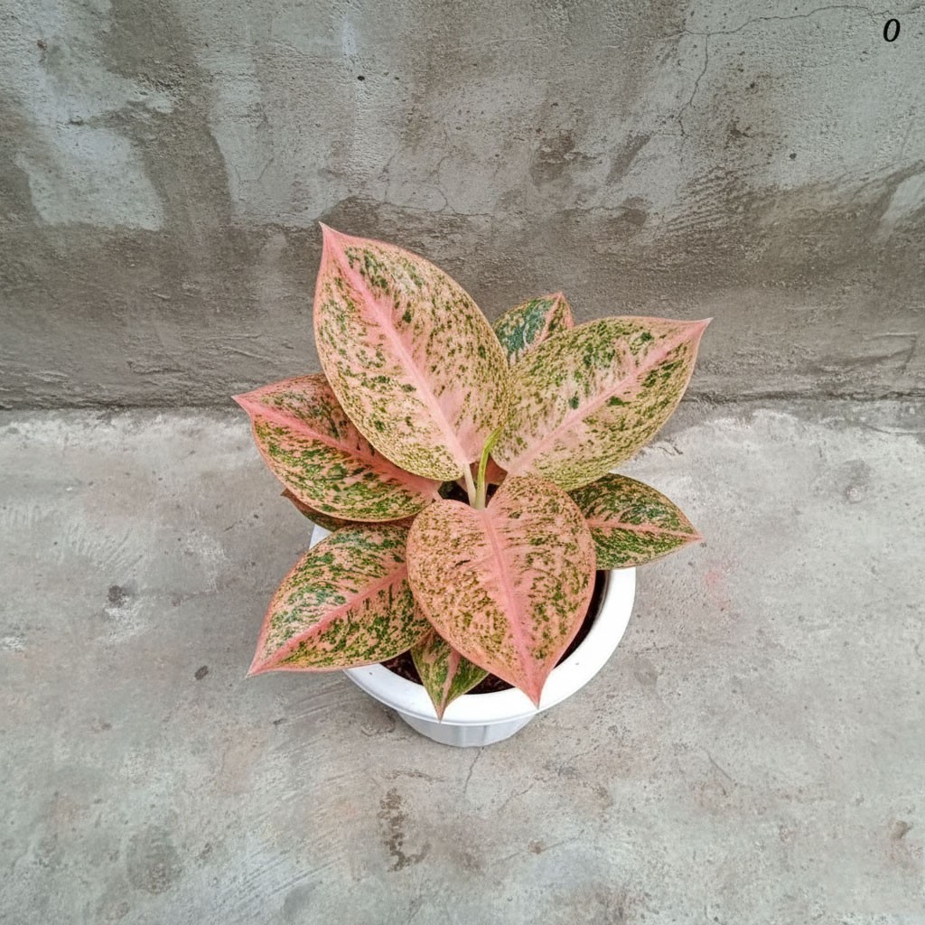 dracaena marginata outside Dracaena marginata 10