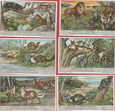 FIGURINE LIEBIG SERIE COMPLETA CARNIVORI 1°SERIE N°1564 ANNO 1953 ED: ITALIANA