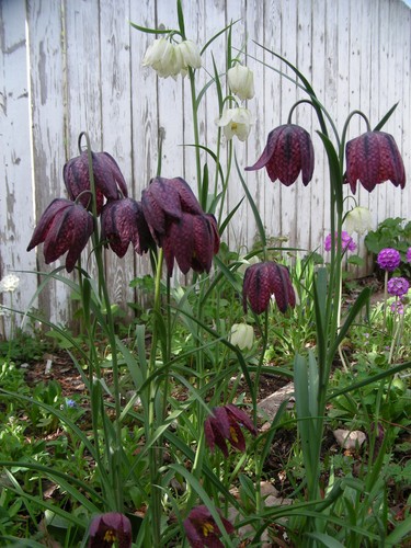 Fritillaria Meleagris : 100 Seeds (2022) : Checkered Lily : White, Purple, Brown - Picture 10 of 12