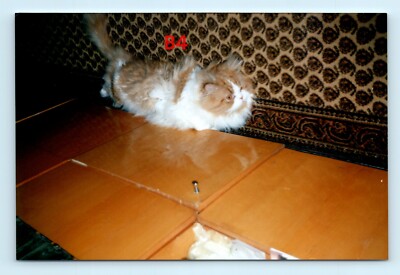 FOUND COLOR PHOTO Red Cat cute nice animal kitten kitty red