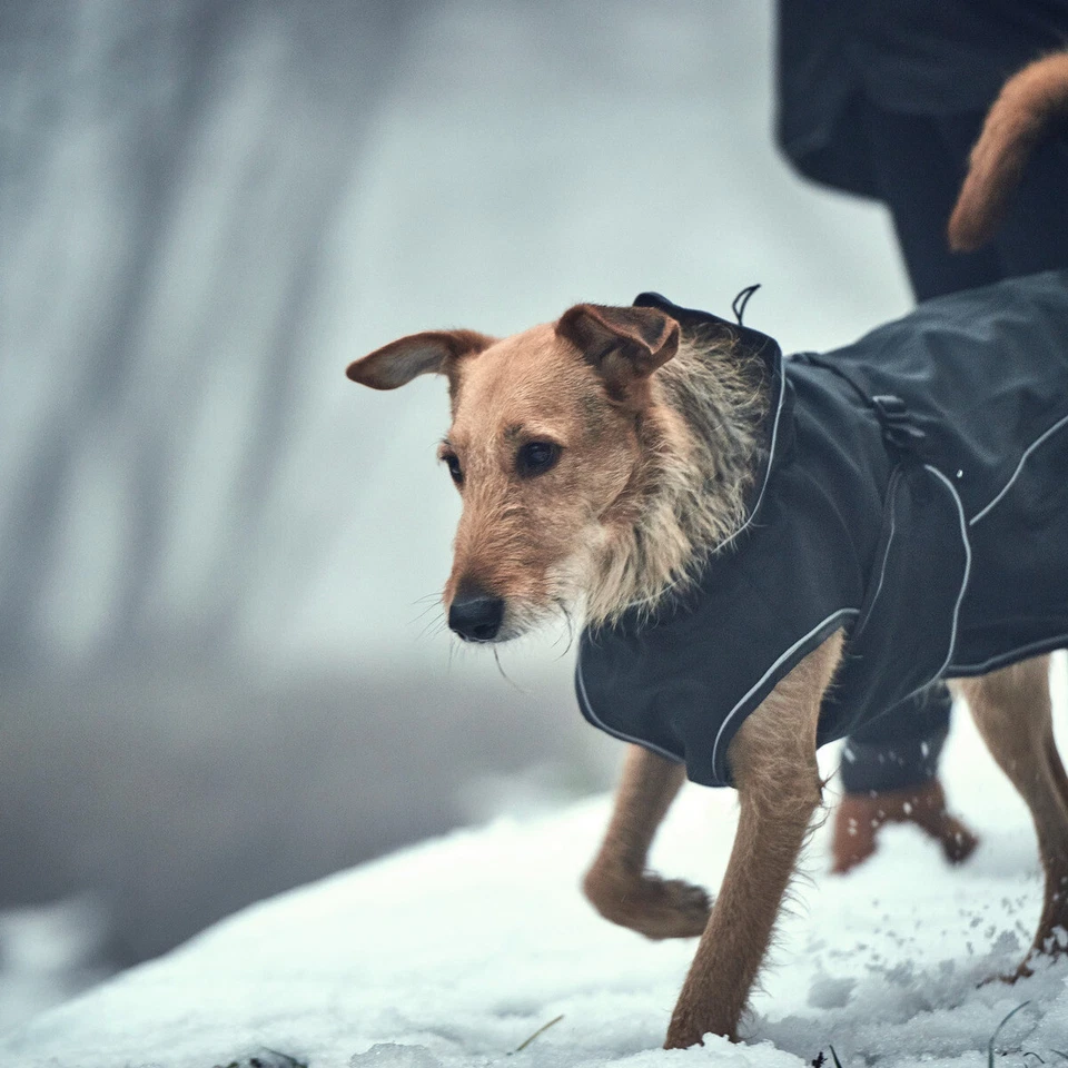 Hunter Hundemantel Uppsala Softshell schwarz - Wasserabweisend & Winddicht - Bild 4 von 4