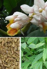 2 Zimt-Palmen schnellwüchsige exotische Pflanzen im für den Garten Teich Balkon