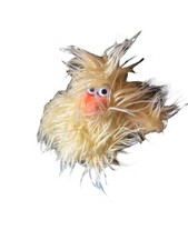 Dan Dee Chicken Dance Plush Yellow Chick Singing Dancing Dandee Chick Plush