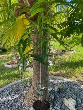 GRAFTED LEMON MERINGUE MANGO TREE 15 MO OLD AKA/PO PYU KALAY (8$ OFF DISCOUNTED)