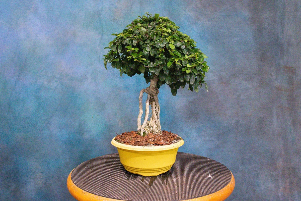 Pre-Bonsai Trees for sale - eBay
