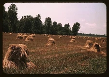 Typical southeastern Georgia farm,newly harvested field,oats,agriculture,1939