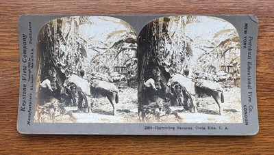 1902 Keystone Stereoansicht Bananenplantage Arbeiter laden Eselszene